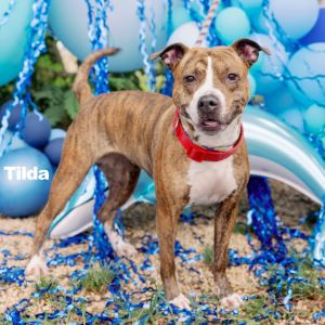 Tilda, Adult Female unknown