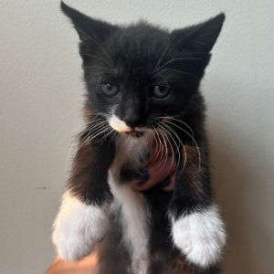 Basil, Baby Female Domestic Short Hair