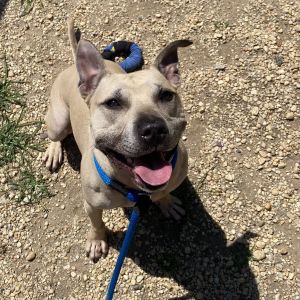 Gunner, Adult Male Mixed Breed