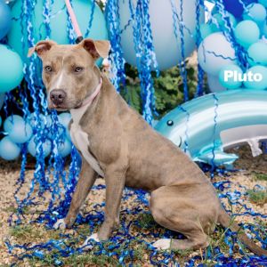 Pluto, Young Male Pit Bull Terrier