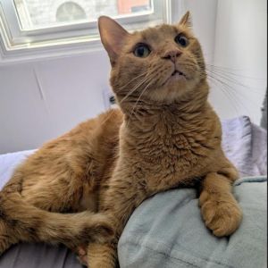 Garfield, Senior Male unknown