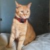 Garfield photo 2