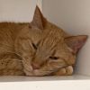 Garfield photo 4