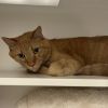Garfield photo 5