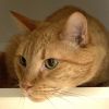 Garfield photo 6