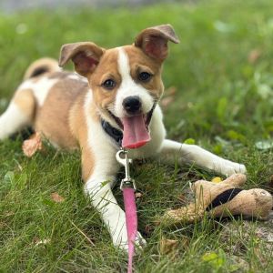 Willow, Baby Female Australian Cattle Dog / Blue Heeler