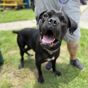 Goober, Adult Male Boxer