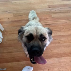 Lorelai @ Foster, Adult Female Mixed Breed