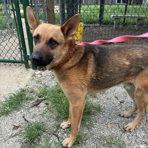Baylor, Adult Male German Shepherd Dog