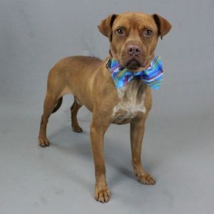 Cordell, Adult Male Terrier