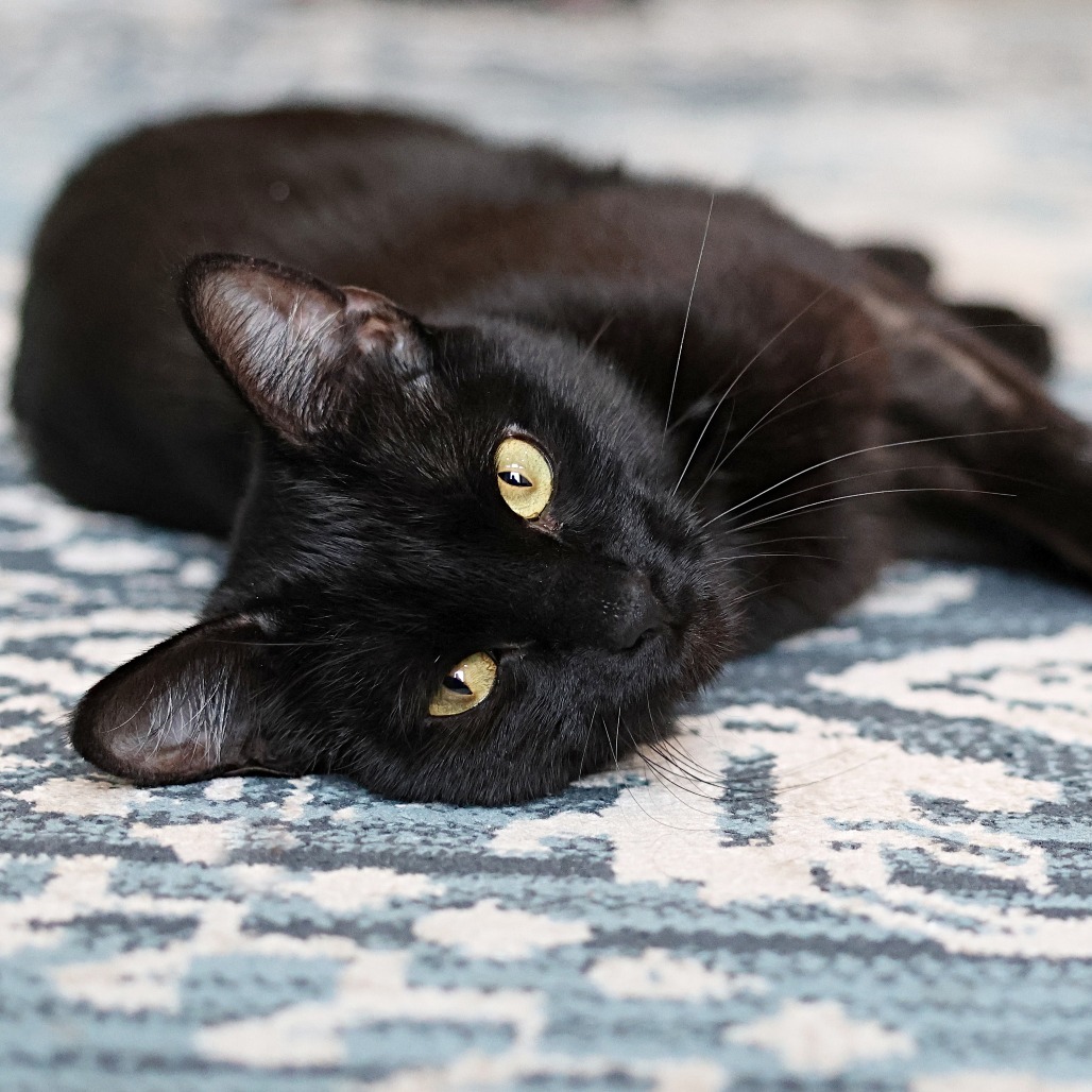 Whisper, an adoptable Domestic Short Hair in Calgary, AB, T3C 1W4 | Photo Image 1