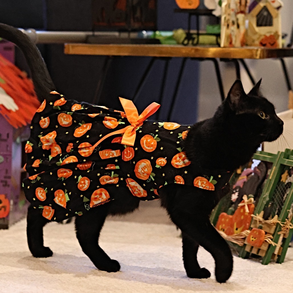 Whisper, an adoptable Domestic Short Hair in Calgary, AB, T3C 1W4 | Photo Image 1