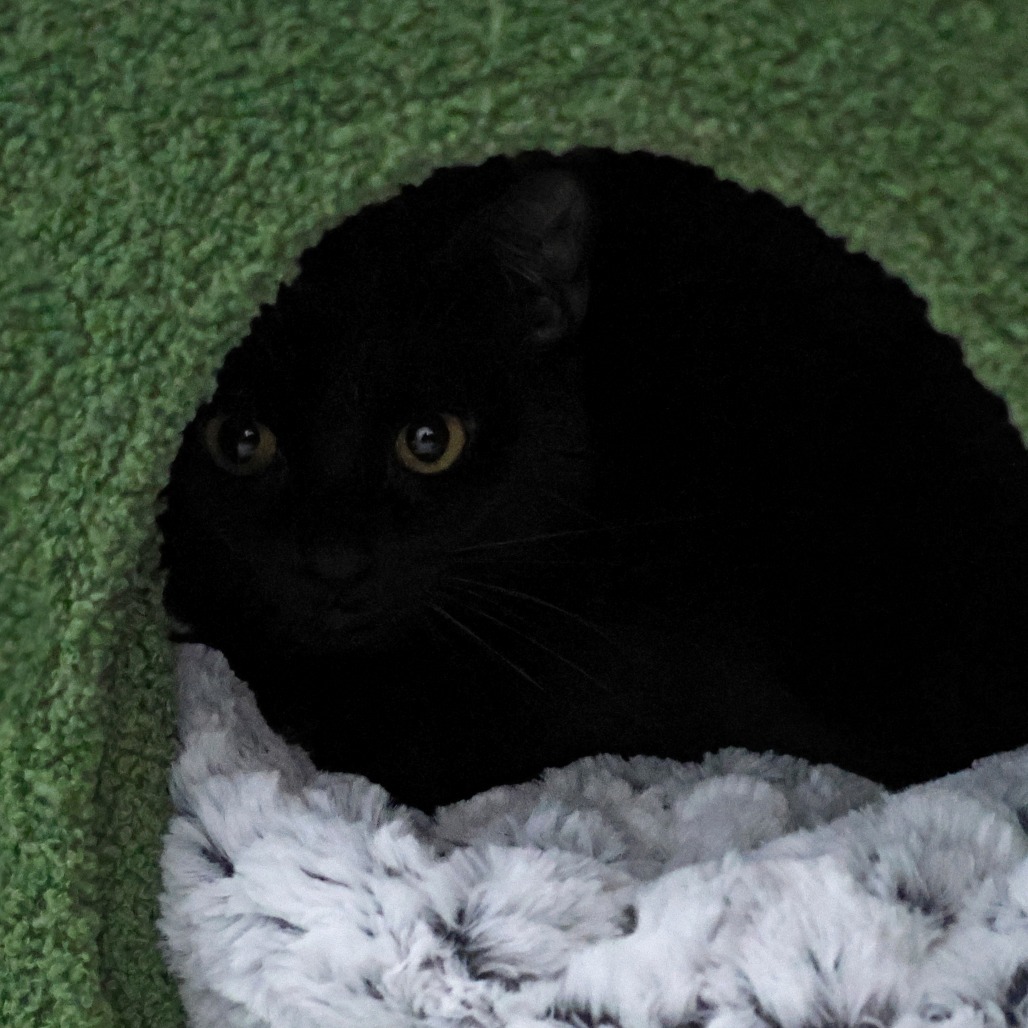 Whisper, an adoptable Domestic Short Hair in Calgary, AB, T3C 1W4 | Photo Image 2