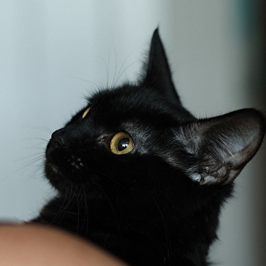 Whisper, an adoptable Domestic Short Hair in Calgary, AB, T3C 1W4 | Photo Image 3