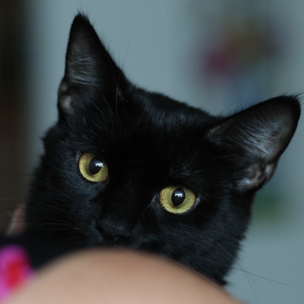 Whisper, an adoptable Domestic Short Hair in Calgary, AB, T3C 1W4 | Photo Image 4