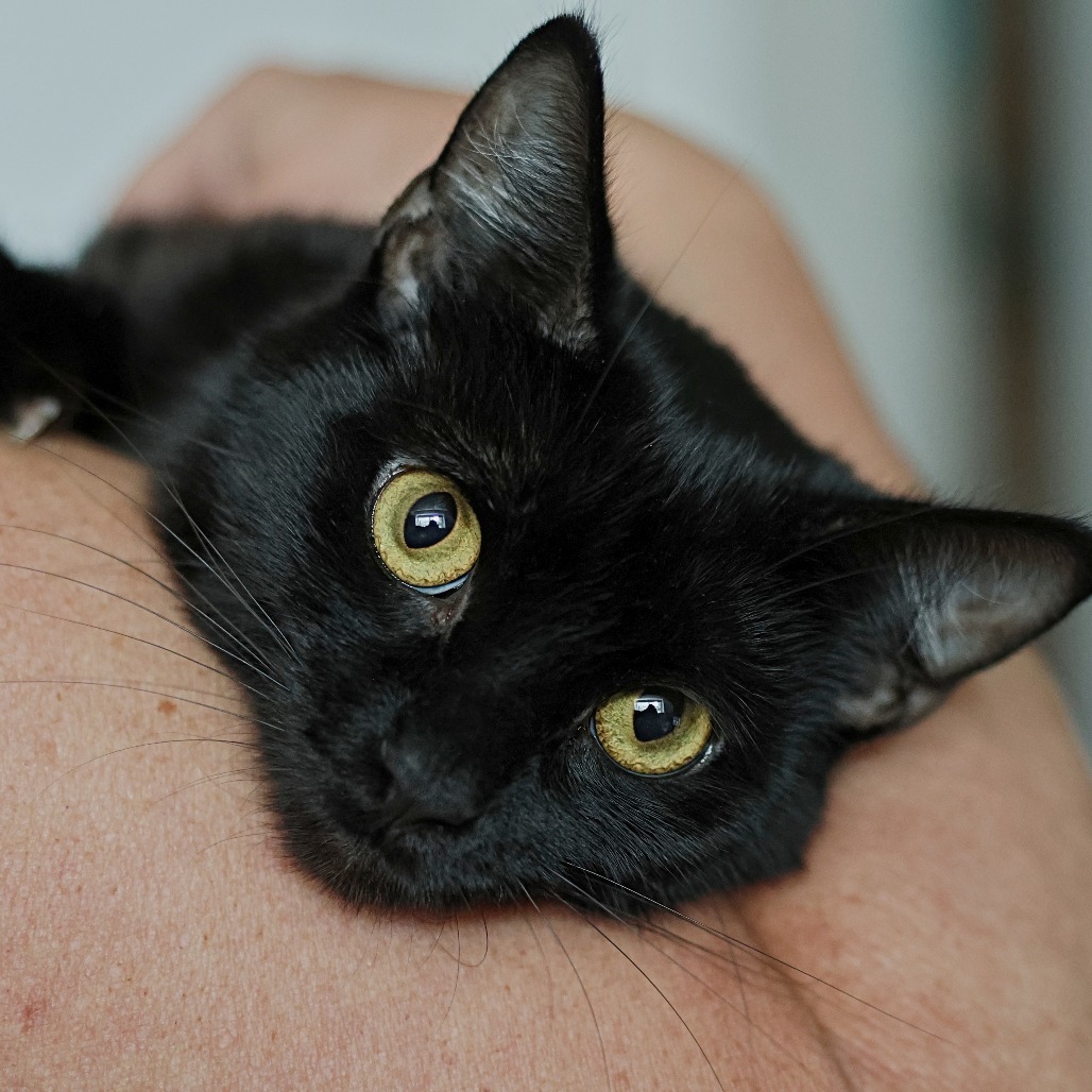 Whisper, an adoptable Domestic Short Hair in Calgary, AB, T3C 1W4 | Photo Image 5
