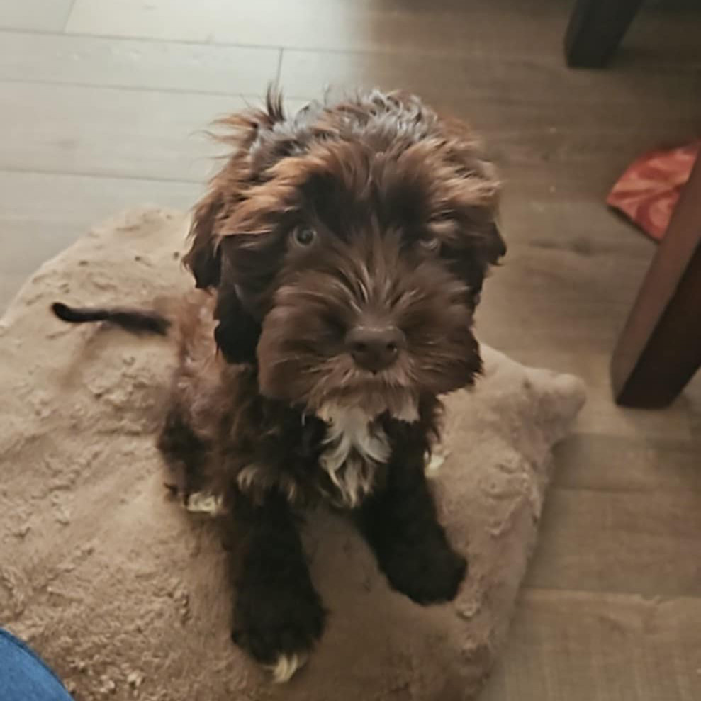 Rolo, an adoptable Cockapoo in Calgary, AB, T3C 1W4 | Photo Image 1