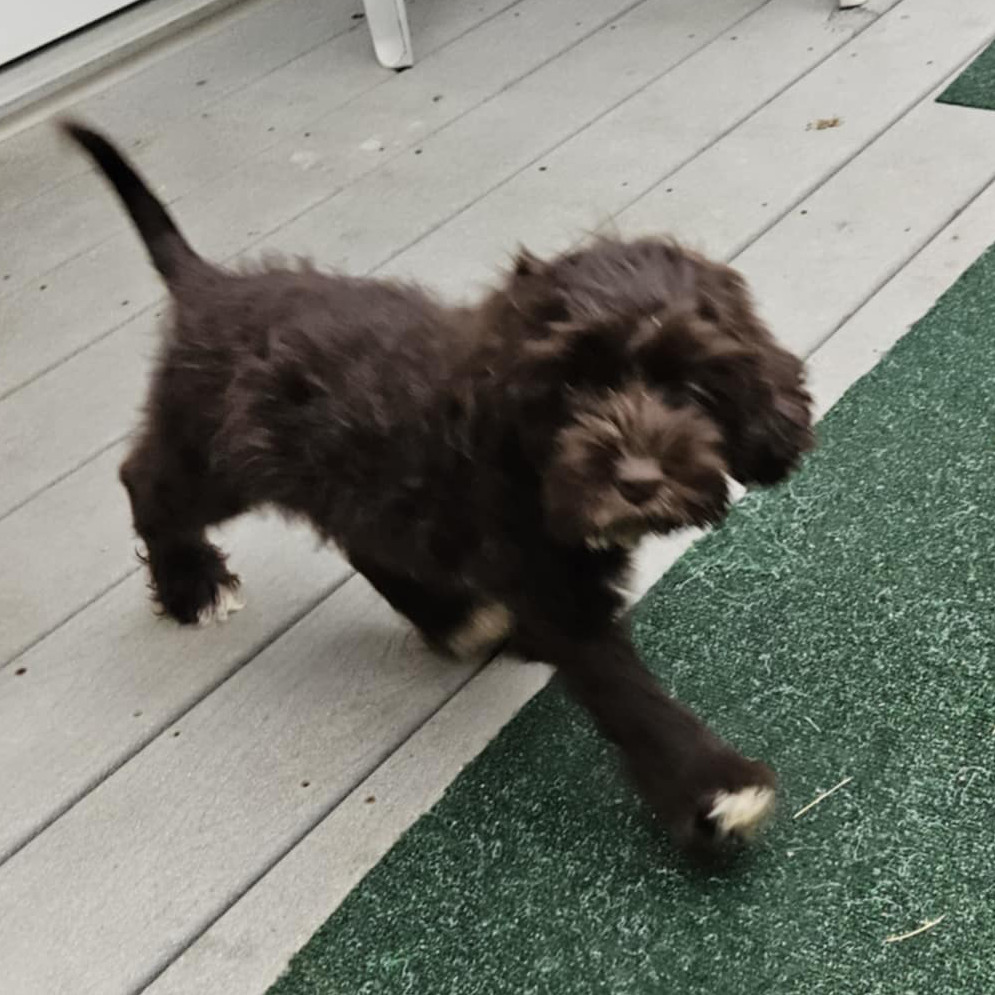 Rolo, an adoptable Cockapoo in Calgary, AB, T3C 1W4 | Photo Image 2