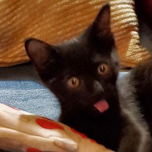 25L05 Ebony, Baby Male Domestic Short Hair