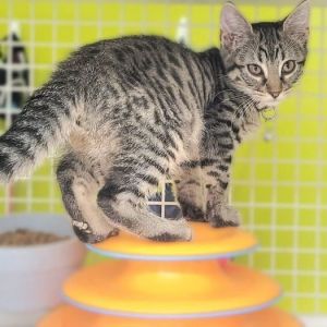 Spice, Baby Female Domestic Medium Hair
