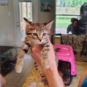 Thyme, Baby Male Domestic Short Hair