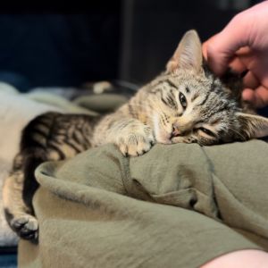 Jeanne d'BARC Domestic Short Hair Cat