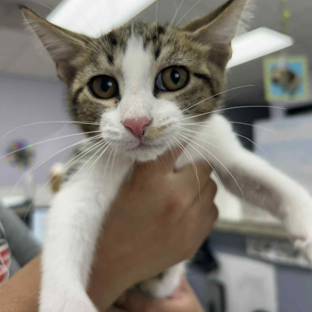 GCK-Stray-48951_2, an adoptable Domestic Short Hair in Garden City, KS, 67846 | Photo Image 1
