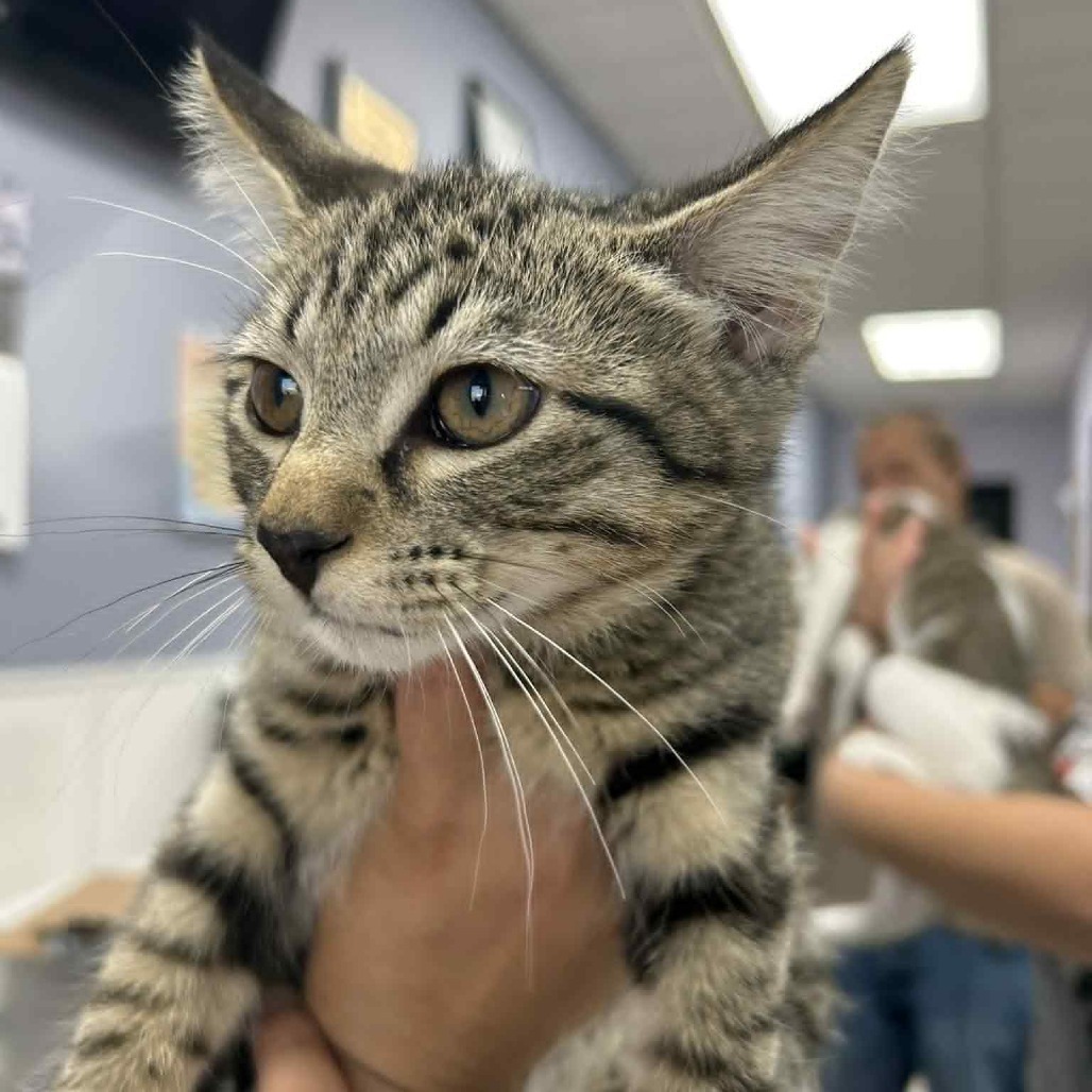 GCK-Stray-48951