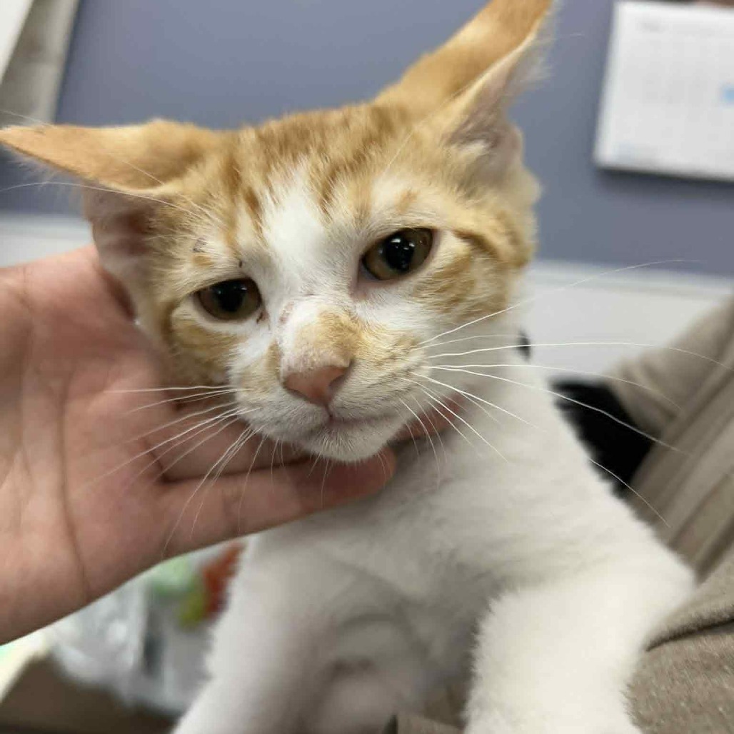 GCK-Stray-48951_2_3, an adoptable Domestic Short Hair in Garden City, KS, 67846 | Photo Image 1