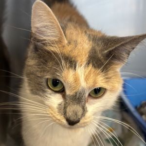 Paloma, Young Female Domestic Short Hair
