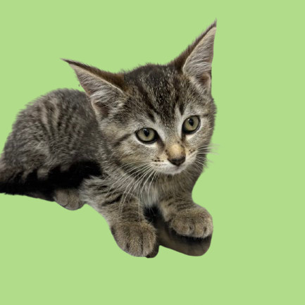 Nic, an adoptable Domestic Short Hair in Tuscaloosa, AL, 35401 | Photo Image 1