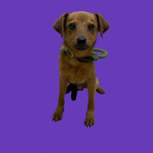 TUSC-Stray-81112_2_3, Young Male Beagle