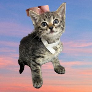 Sasha, Baby Female Domestic Short Hair