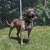 Zabo photo 5