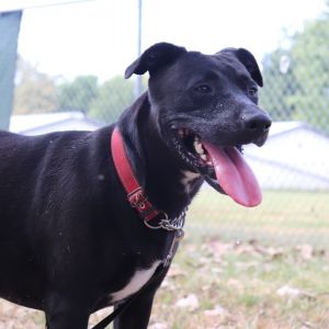Athena, Adult Female unknown