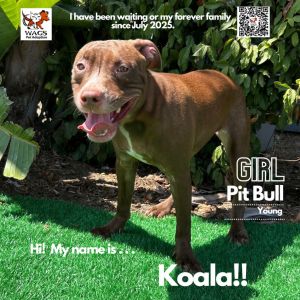 Koala, Young Female Pit Bull Terrier