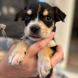 Sprinkle, Baby Female Terrier