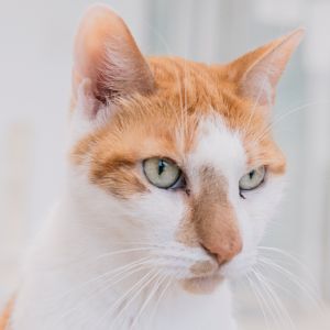 Bruce, Senior Male unknown