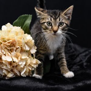 Diego, Baby Male Domestic Short Hair