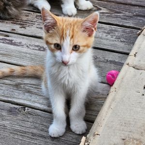 Phil, Baby Male Domestic Short Hair
