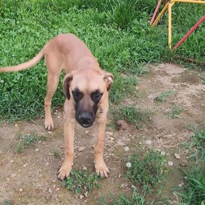 Odin- Blue Collar, Young Male unknown