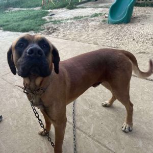Maui, Adult Male Mastiff