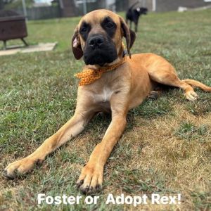 Rex- Red Collar, Young Male unknown