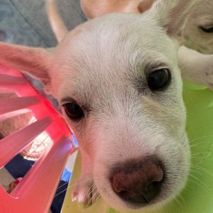 Chandler, Baby Male Jack Russell Terrier