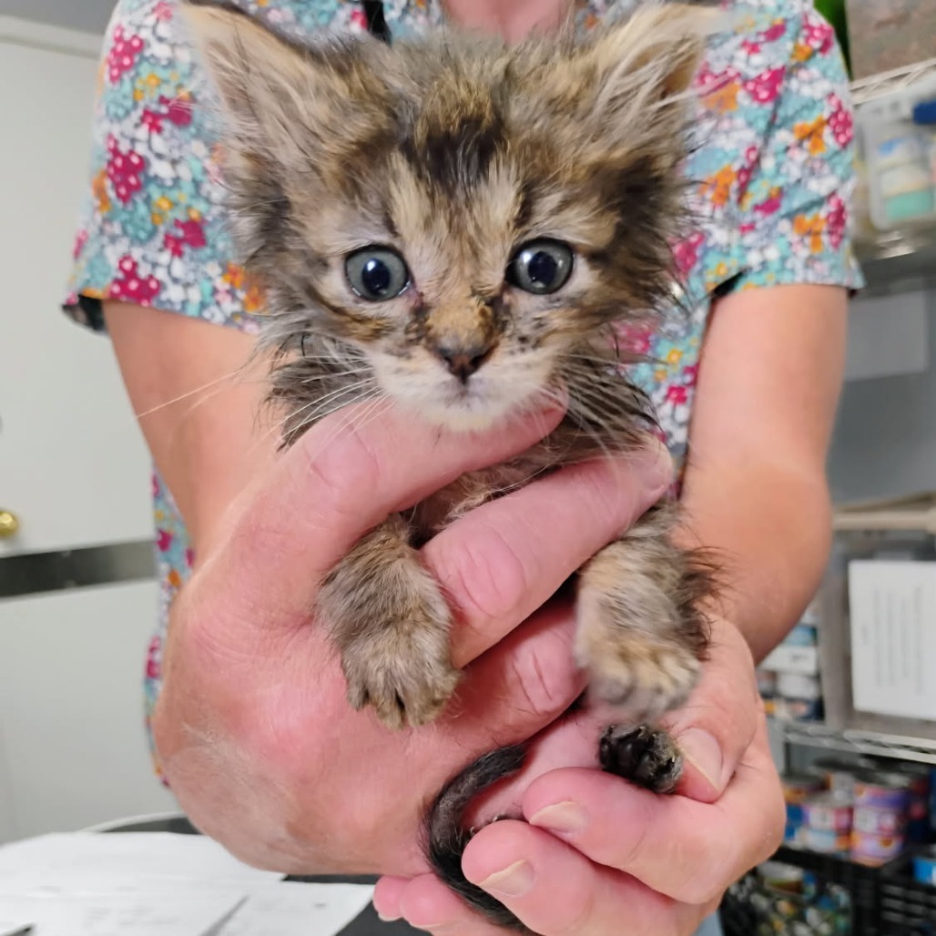 Lilo, an adoptable Domestic Long Hair in Duncan, OK, 73533 | Photo Image 1