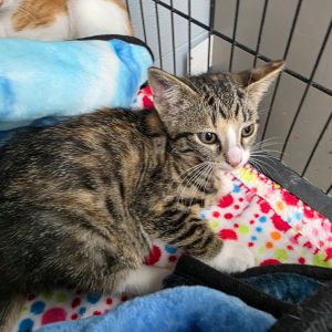 Sissy, Baby Female Domestic Short Hair
