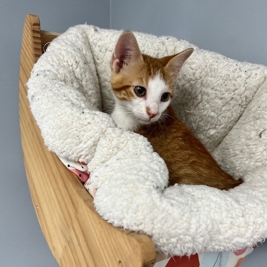 Sonny, an adoptable Domestic Short Hair in Duncan, OK, 73533 | Photo Image 1