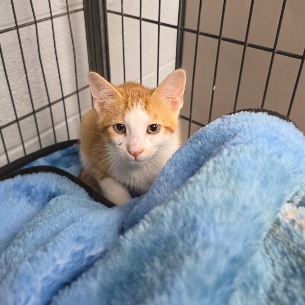 Sonny, an adoptable Domestic Short Hair in Duncan, OK, 73533 | Photo Image 2