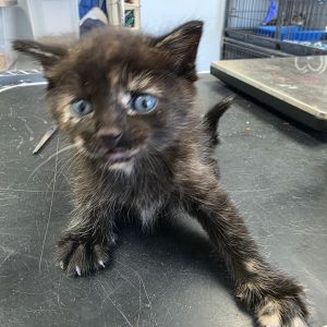 Merlin, Baby Female Domestic Short Hair