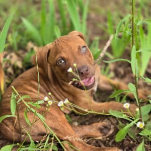 Toffee, Baby Male Mixed Breed
